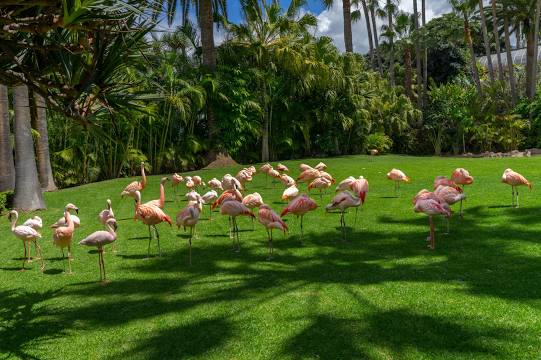 Loro Parque